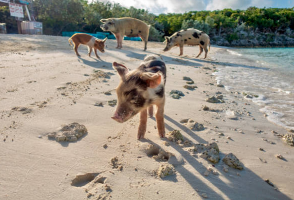 pig beach